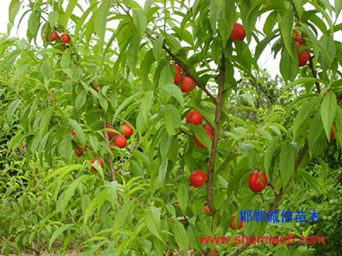 桃樹苗啥時(shí)栽好