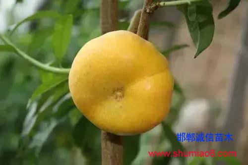 什么樣的桃苗是優質桃苗？桃子種類日漸多樣化，咱們種哪個？