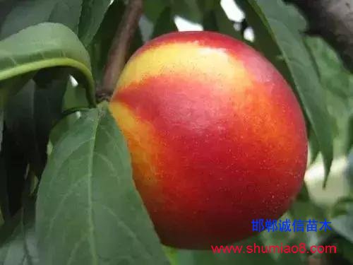 什么樣的桃苗是優質桃苗？桃子種類日漸多樣化，咱們種哪個？