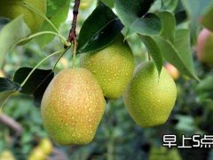 新梨7號